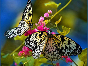  Beautiful 나비
