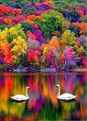  Beautiful Swans