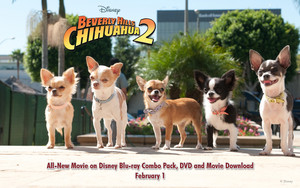  Beverly Hills Chihuahua2