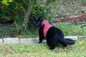  Cat On A Leash
