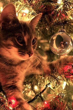  क्रिस्मस and बिल्ली