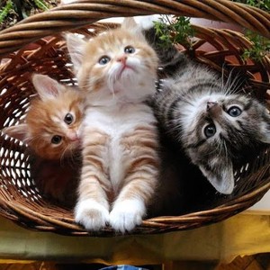  Cute gatitos 😺