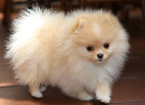 Cute Pomeranian 💖