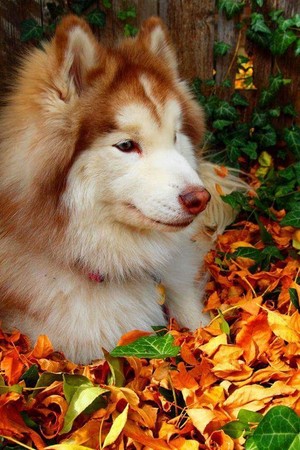 Cute dog in Autumn 💖