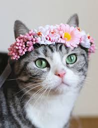 Flower Kitty