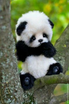 Shy baby panda 💖