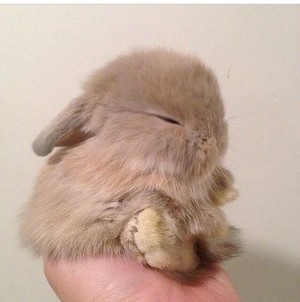 Sleepy bunny 💖