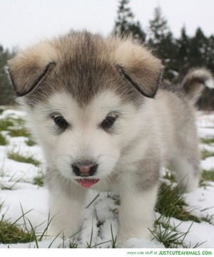  sweet dog chiot in winter❄