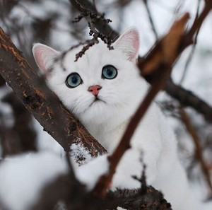  sweet kitten in winter❄