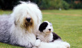 sweet puppy and dog mummy💖 - animals photo