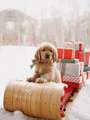 sweet winter dog puppy❄ - animals photo