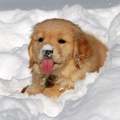 sweet winter dog puppy❄ - animals photo