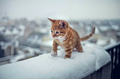 sweet winter kitten❄ - animals photo
