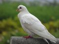 doves - Dove wallpaper