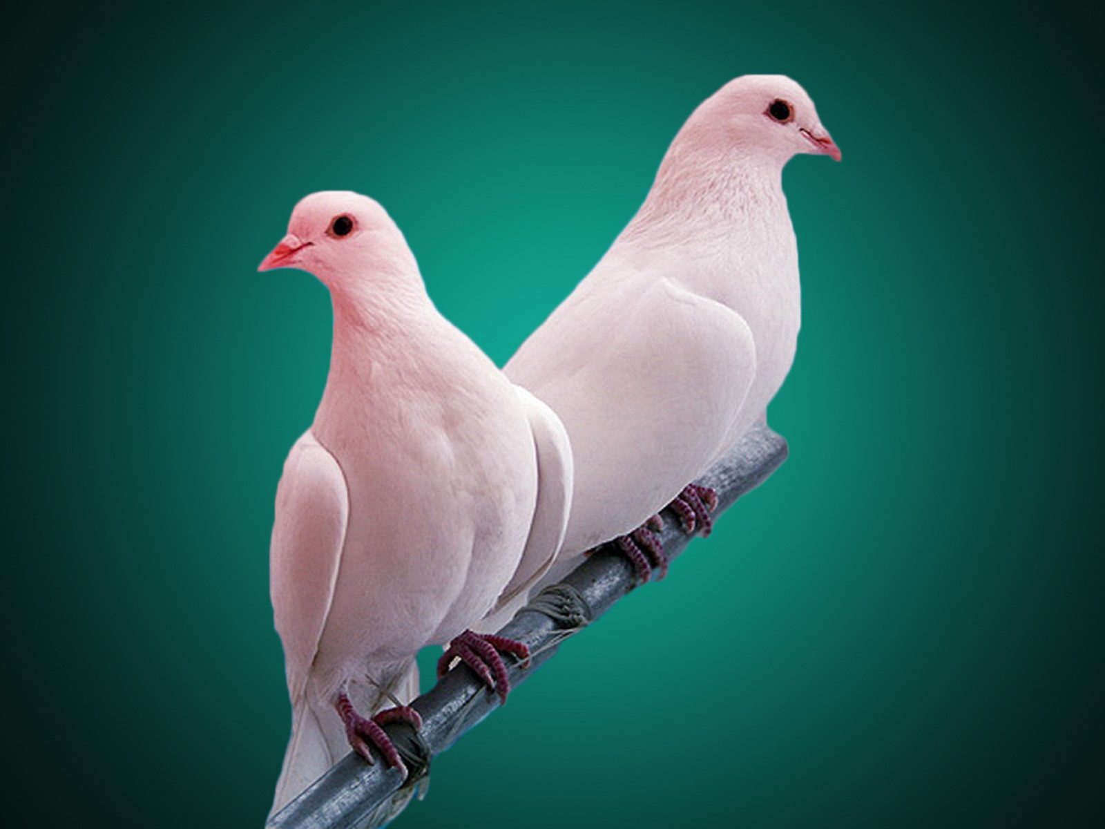 Pigeon - Birds Wallpaper (41872154