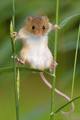 Cute Mice - random photo