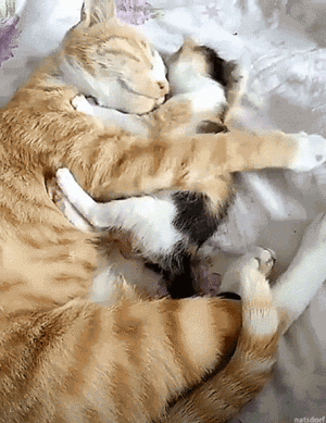  Kitty Hug