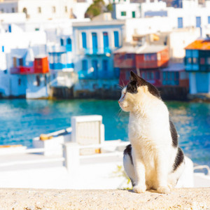  Mykonos Cat Island