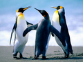 Penguins - bts photo