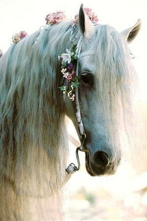  Beautiful Horse 💖