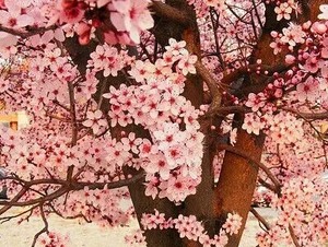 beautiful spring for ma cute Casp`🌺🌹💐💖