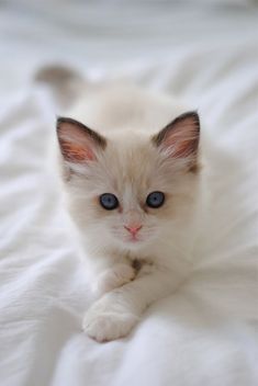  cute,adorable chatons