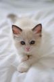 cute,adorable kittens - cats photo