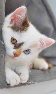  cute,adorable Котята
