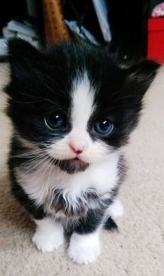  cute,adorable mèo con