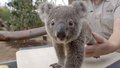 cute baby koalas - animals photo
