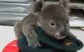 cute baby koalas - animals photo