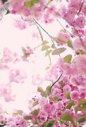  spring vibes🌺🌹💐