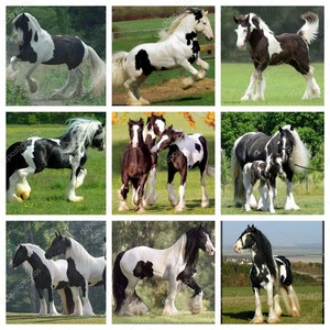  Beautiful Horse collage