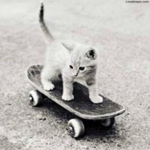  Kitten Skateboarding