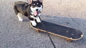  skateboarding 강아지