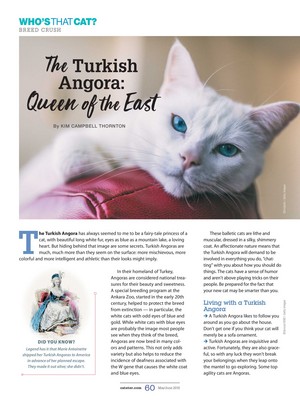 Article Pertaining To The Turkish Angora