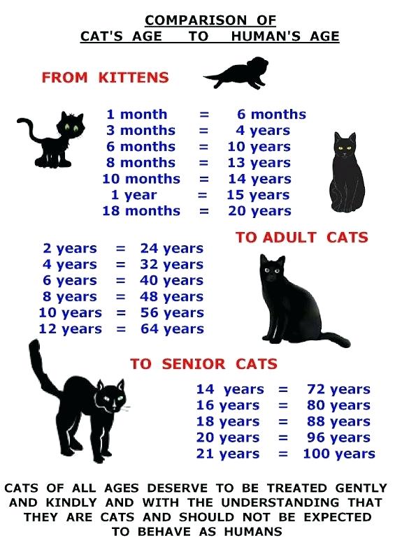 Cat Age To Human Age Cats Photo (42657087) Fanpop