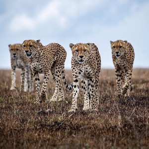  Cheetahs