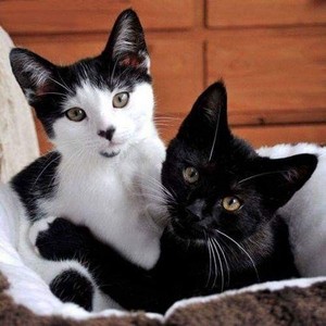  Cute Кошки 😺