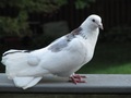 doves - Dove wallpaper