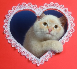 Happy valentine ma sweet Love Hani🌹💖💍🌸