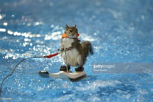  Twiggy The Water esquiar, esquí de fondo ardilla