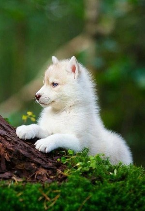 beautiful Dog puppy 🌹💖