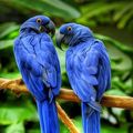 beautiful birds🐦 - animals photo