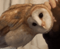owl - random photo