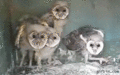 weird owls - random photo