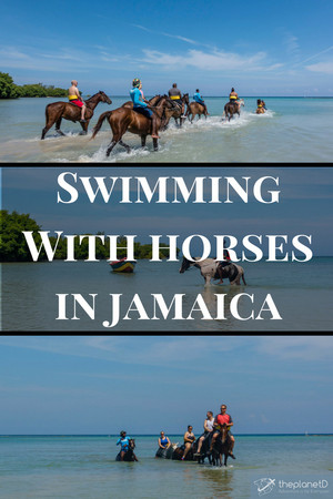 A Book Pertainig To Swimming With Horses
