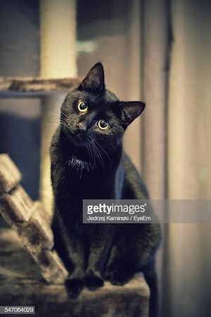  Beautiful. Black Cat