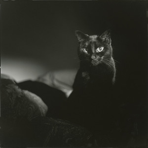 Beautiful. Black Cat