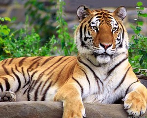 ベンガルトラ, ベンガルの虎